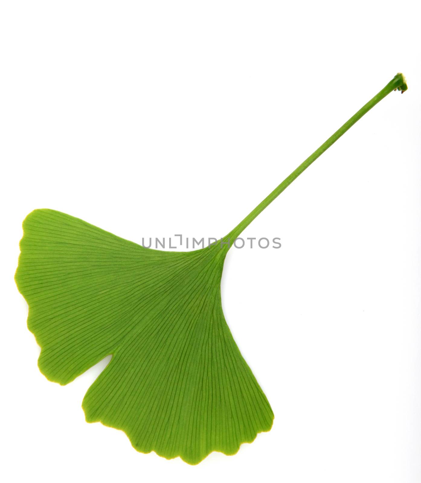 green ginkgo biloba isolated on white background