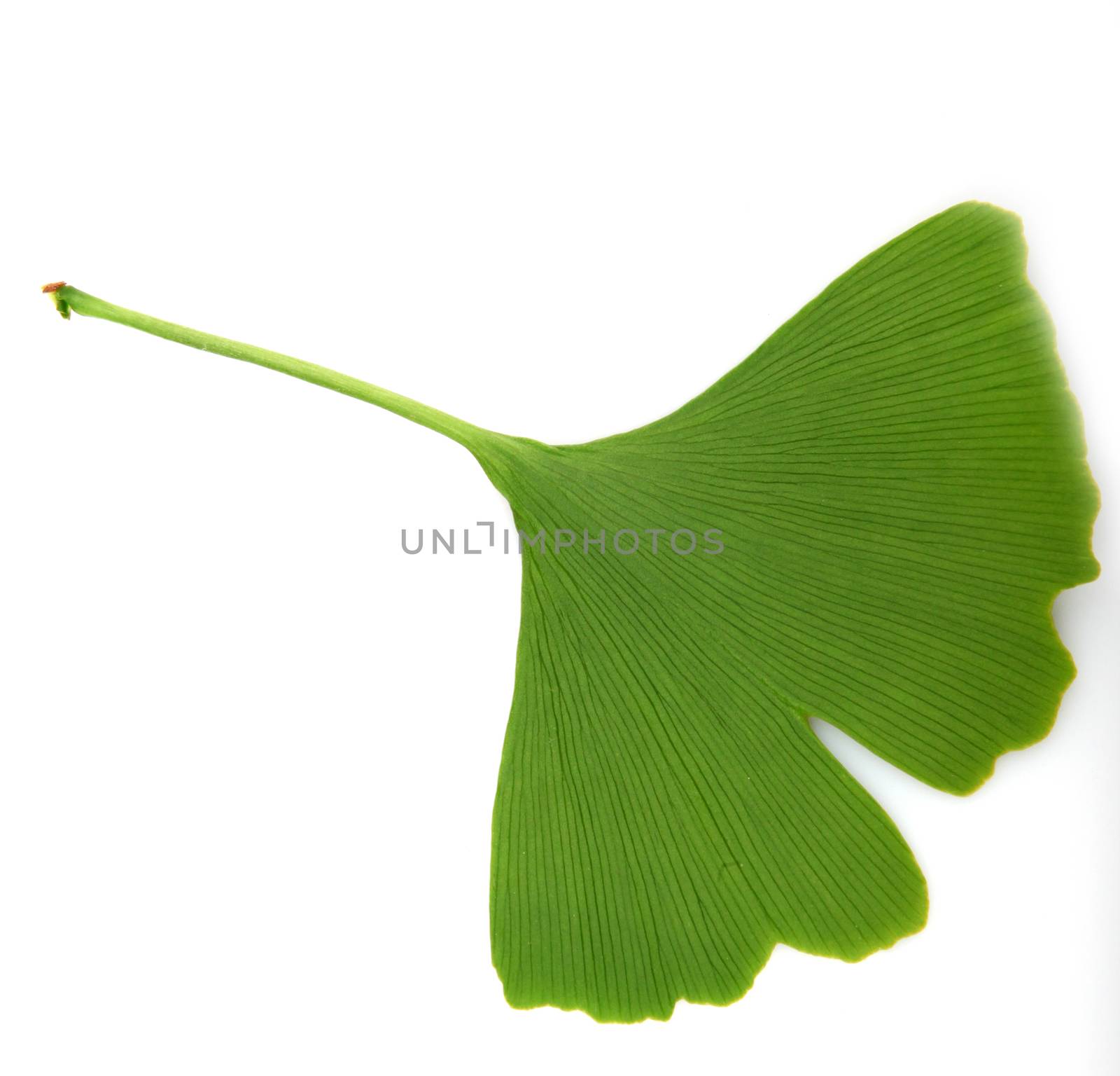 green ginkgo biloba isolated on white background