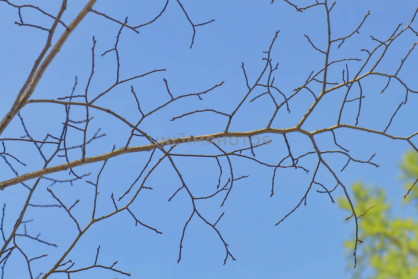 tree branch