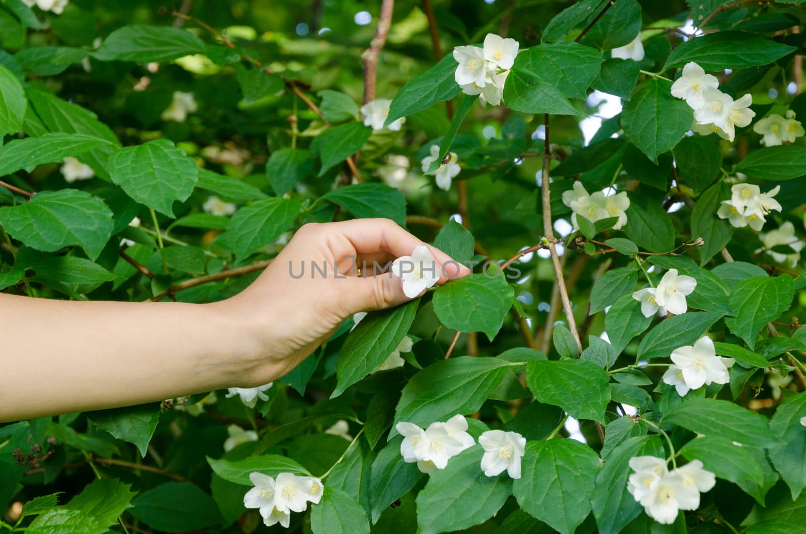 back view of woman with pink peony bouquet in hand garden background