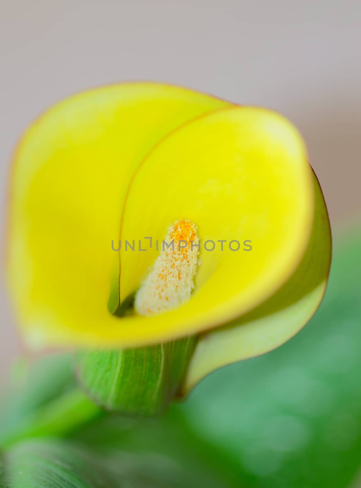 Beauty Yellow Calla Lily closeup. Focus on Pistil with Pollen