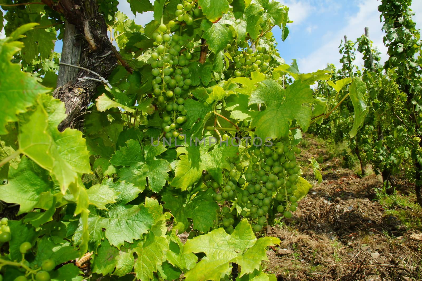 immature green red grapes, berries stand far apart