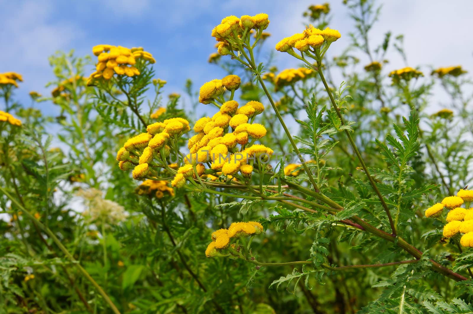 Tansy, a toxic yellow flower