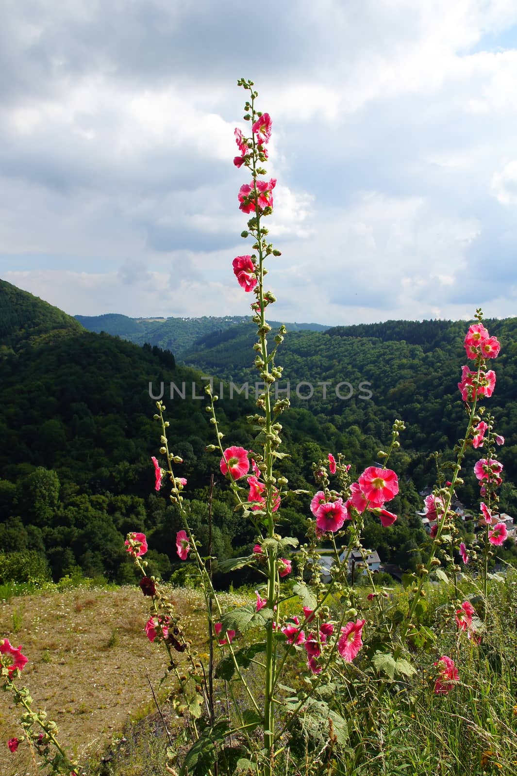 Red flowering hollyhock