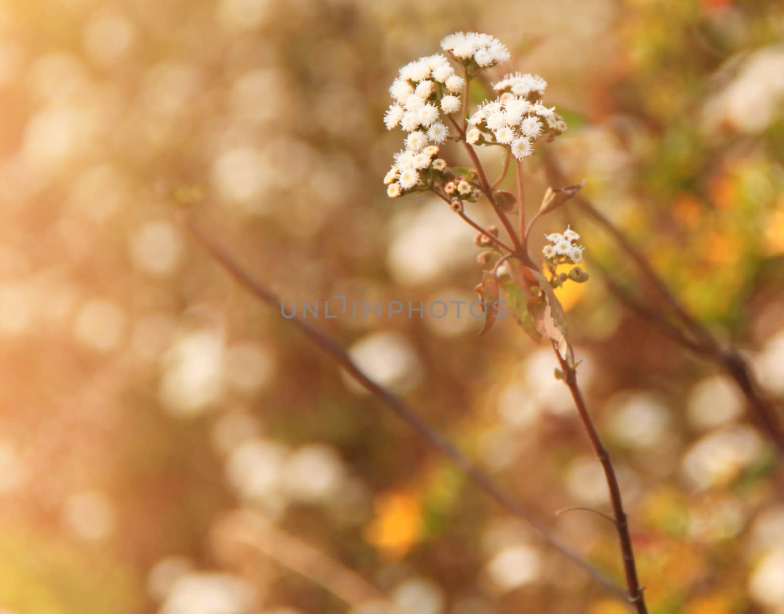 Dry meadow flowers with retro filter effect by nuchylee