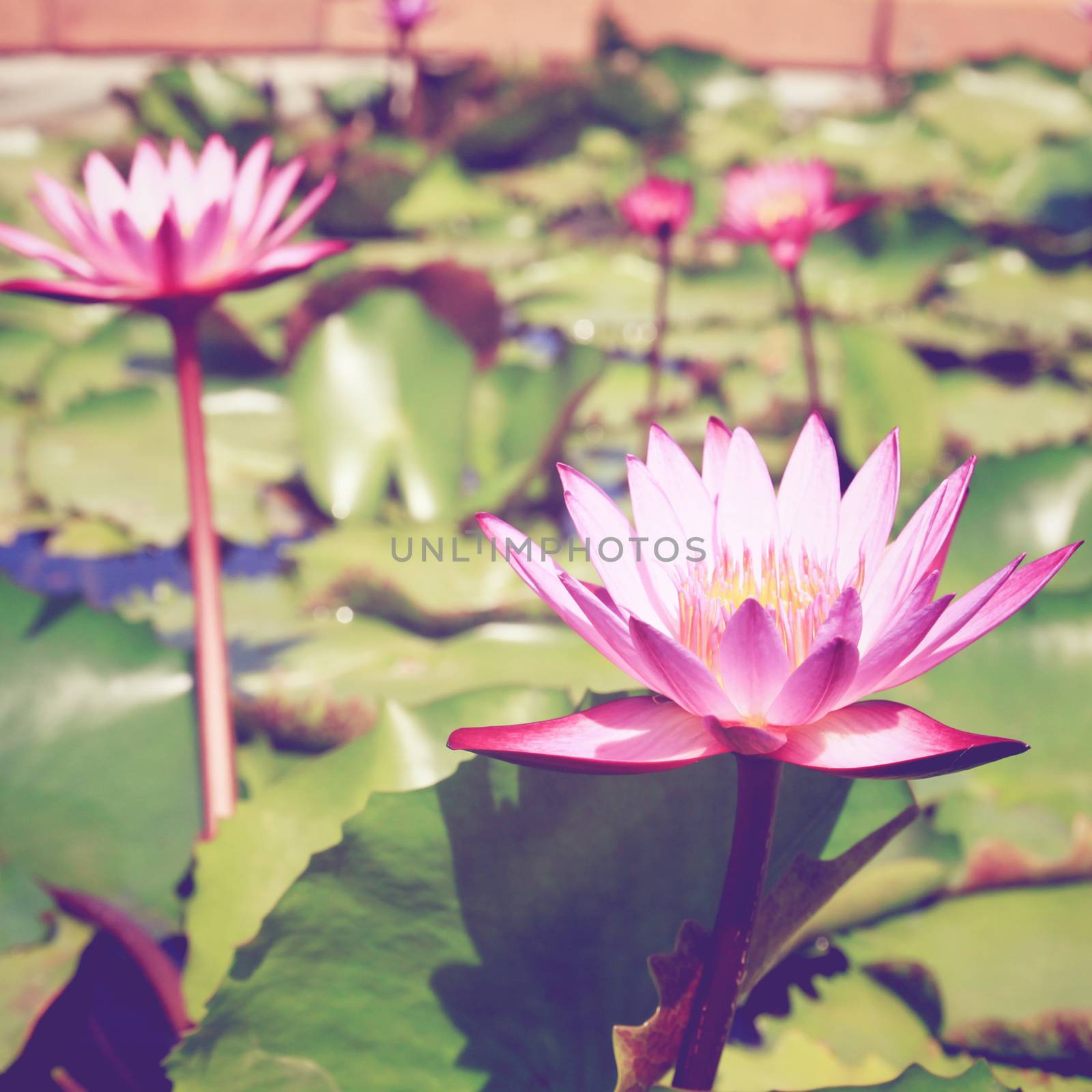 Lotus flower on the water with retro filter effect by nuchylee