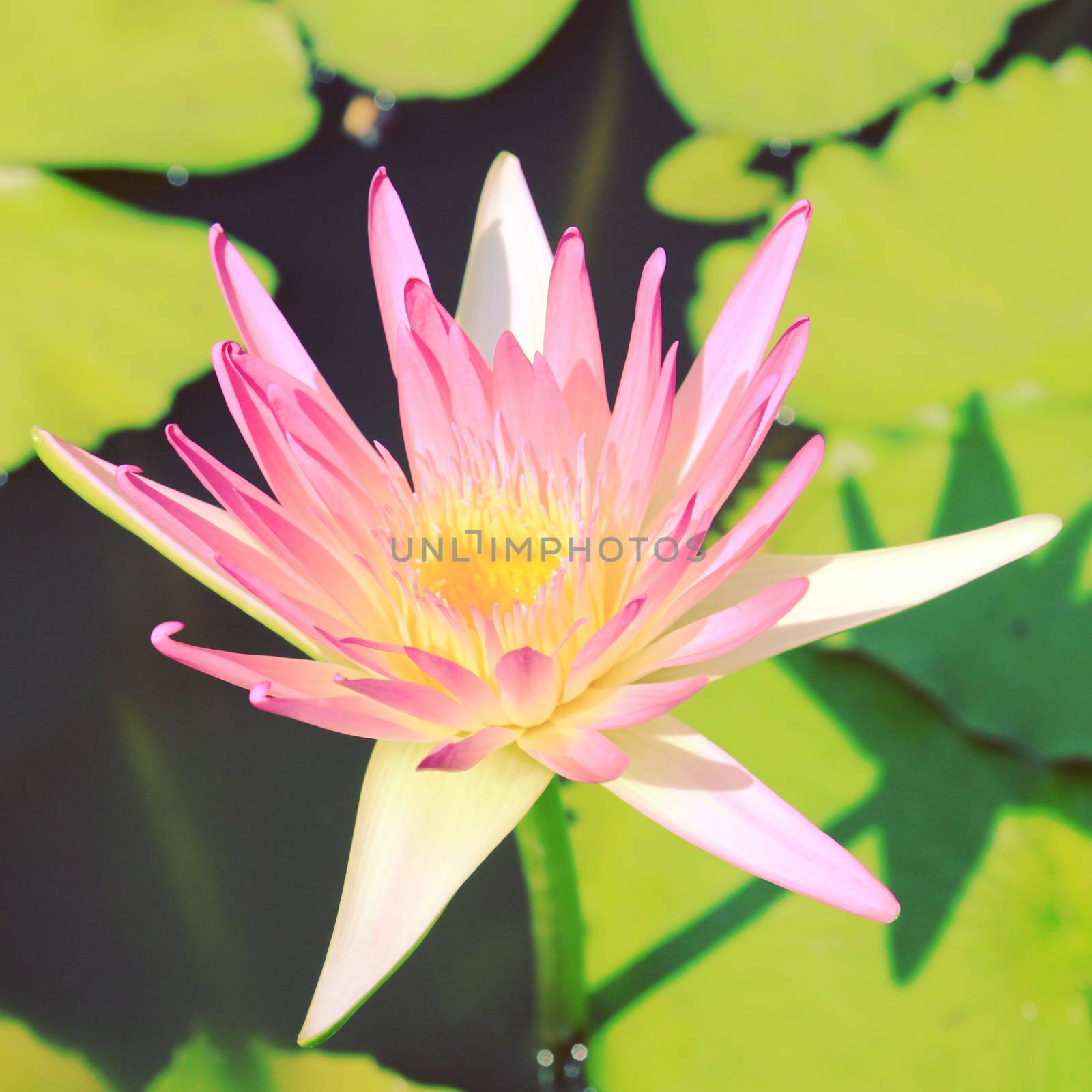 Lotus flower on the water with retro filter effect by nuchylee