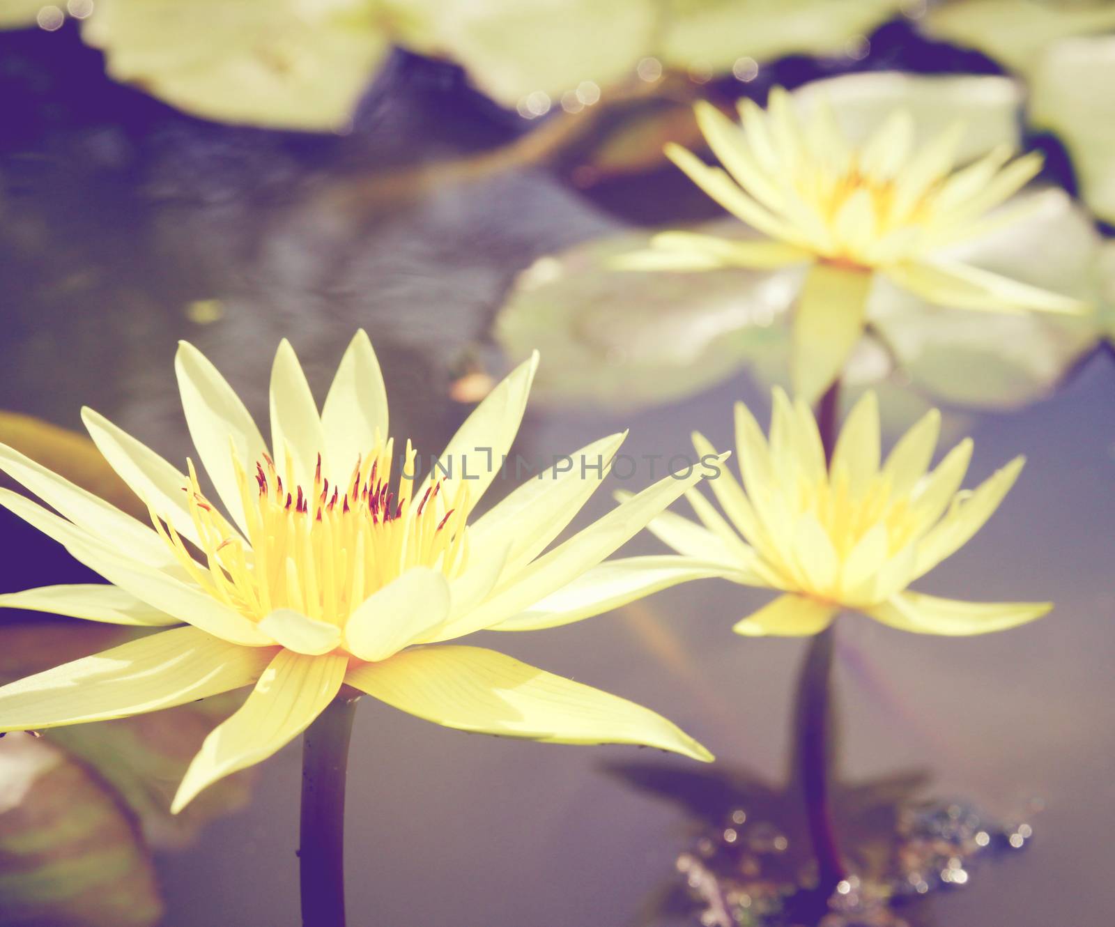 Lotus flower on the water with retro filter effect by nuchylee