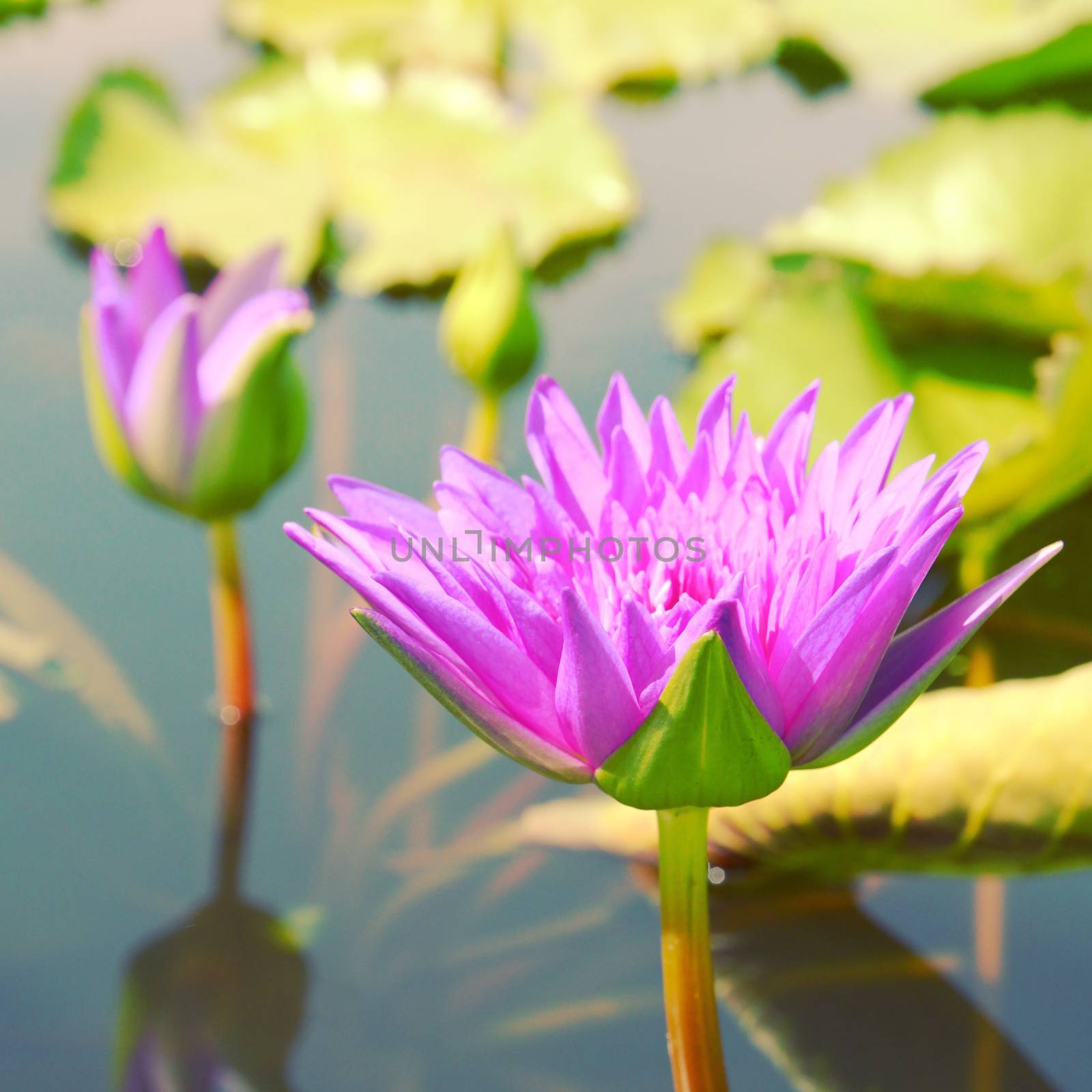 Lotus flower on the water with retro filter effect by nuchylee