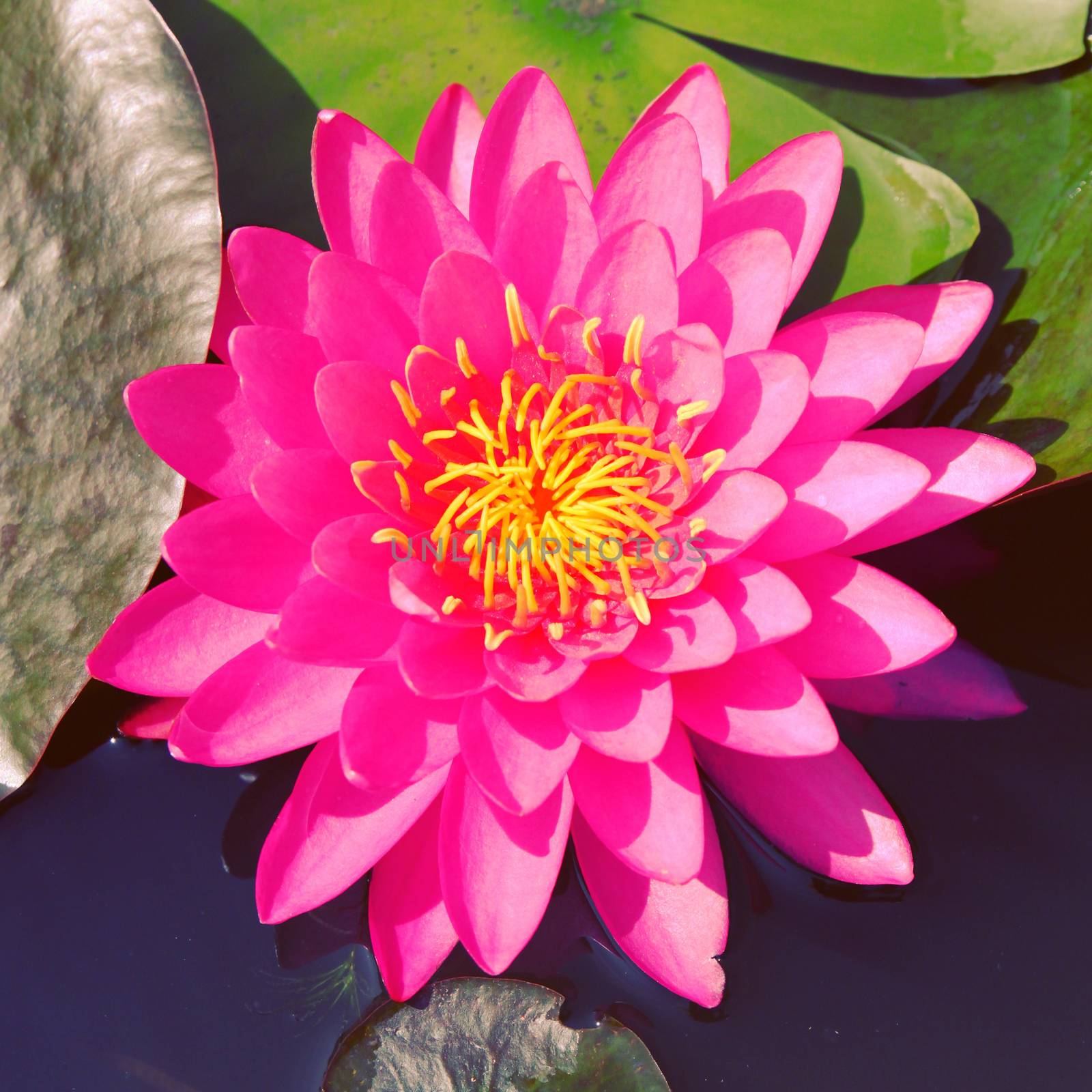 Lotus flower on the water with retro filter effect by nuchylee