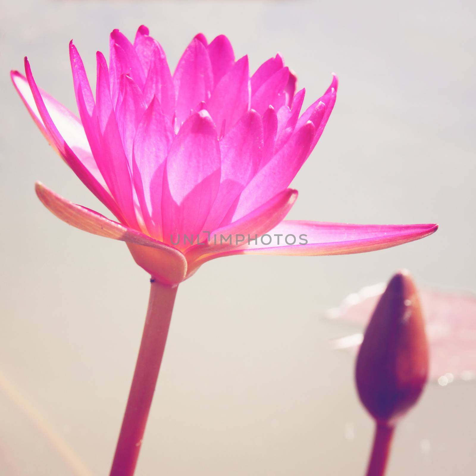 Lotus flower on the water with retro filter effect by nuchylee