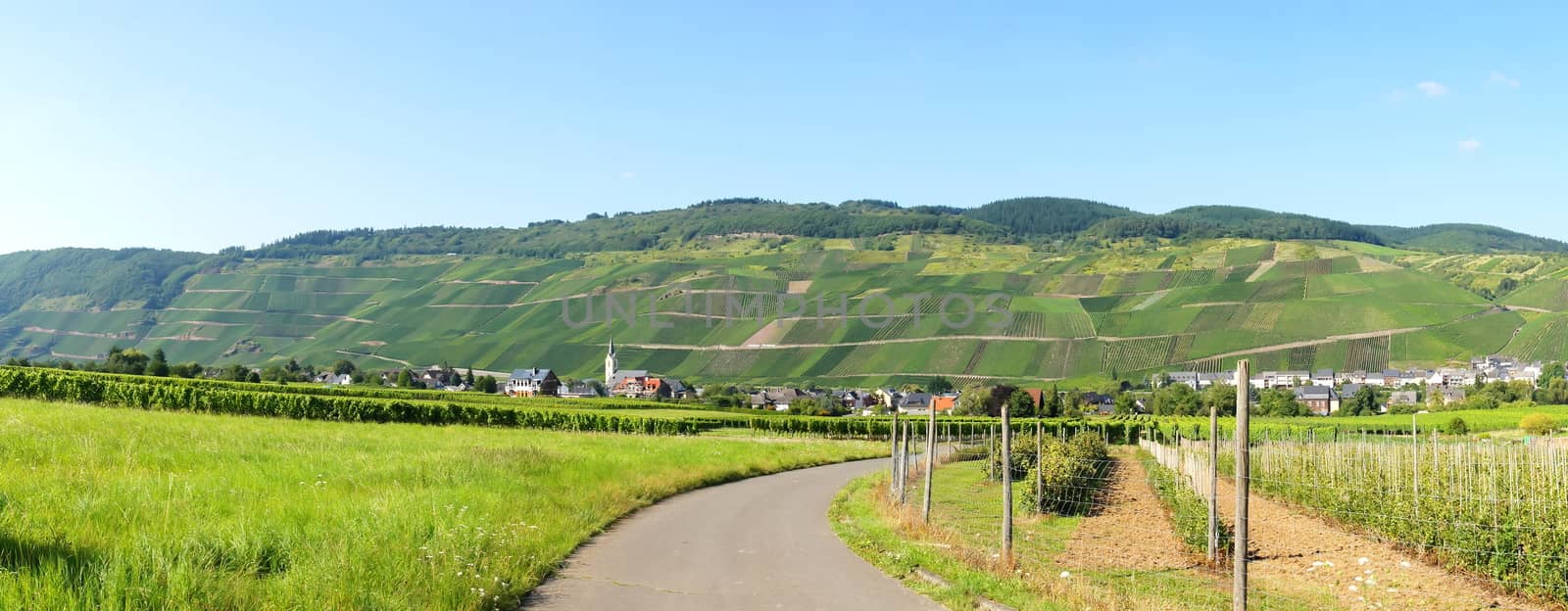 Lösnich on the Moselle Panorama