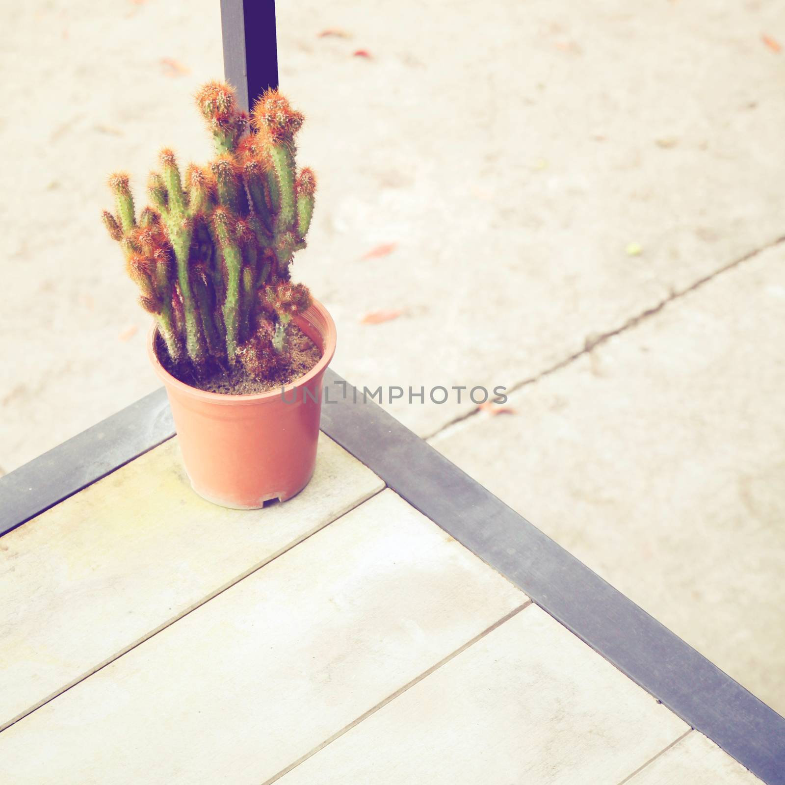 Small cactus plant in flower pot with retro filter effect