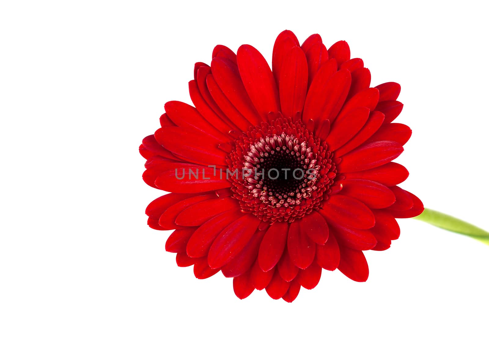Red gerbera on white background.