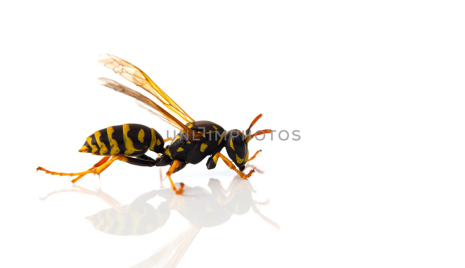 wasp isolated on white background