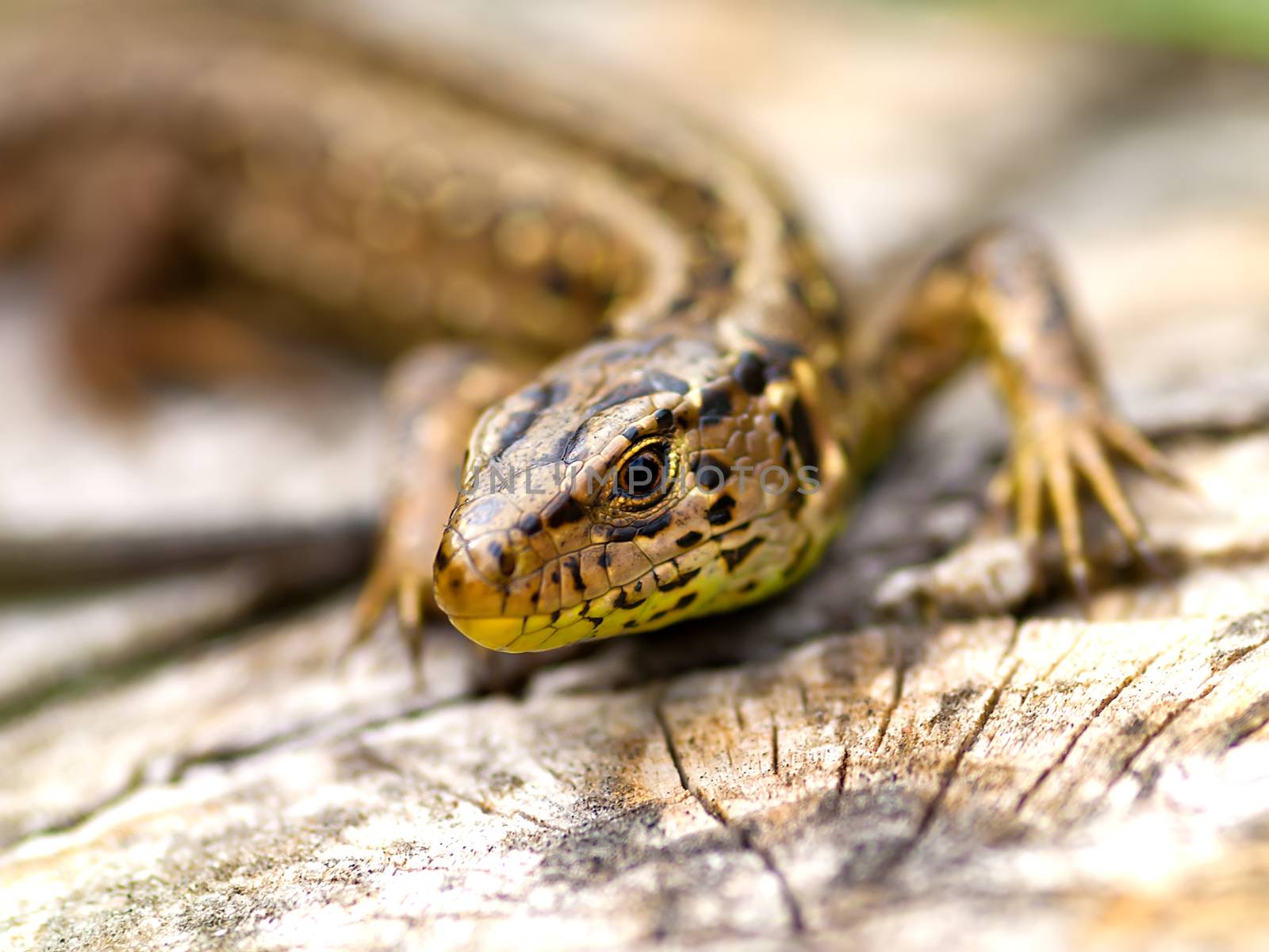 Sand Lizard (Lacerta agilis)