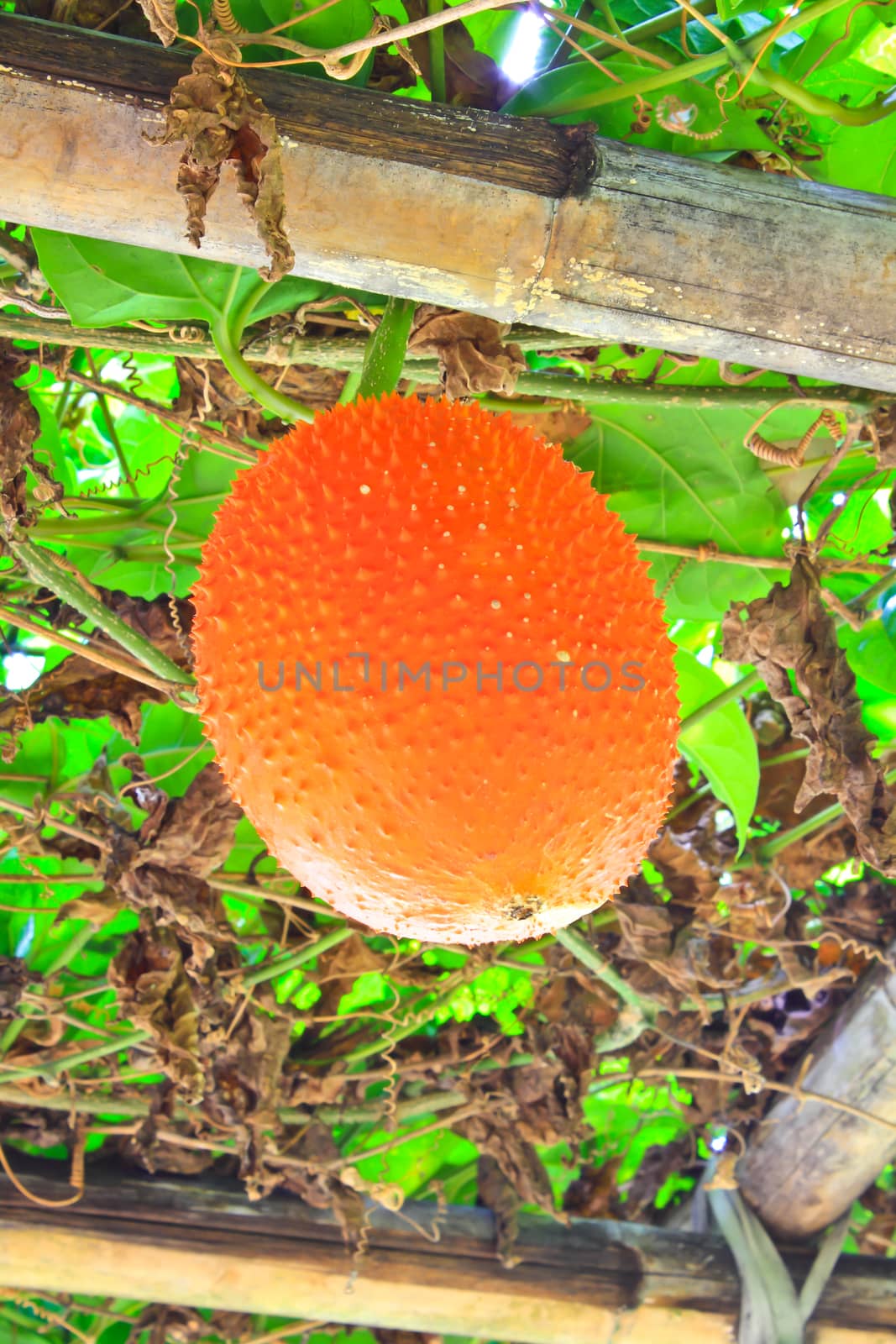Gac fruit, Baby Jackfruit, Spiny Bitter Gourd, Sweet Grourd or Cochinchin Gourd