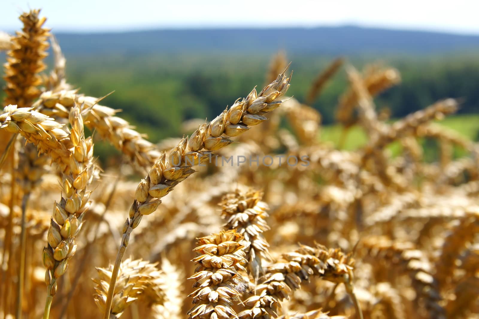 mature golden panicles of wheat