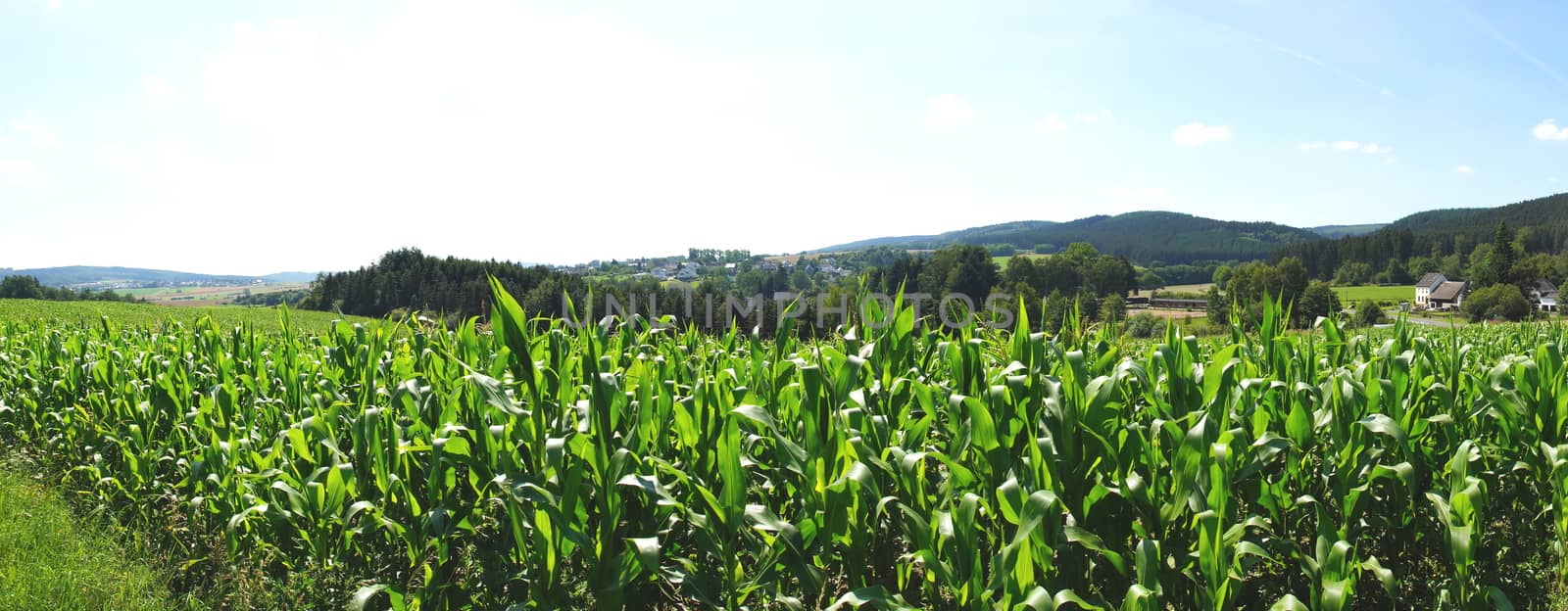 maize field at the Idarwald panorama