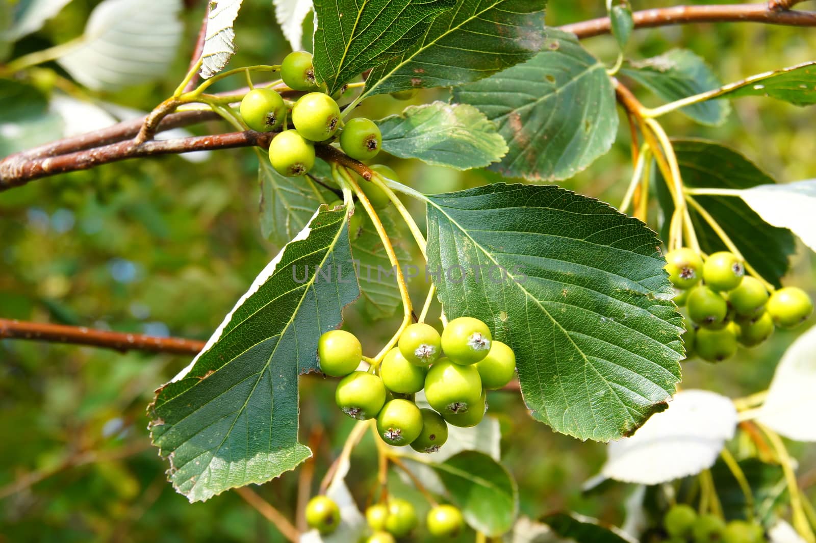 rotten tree leaves and green berries