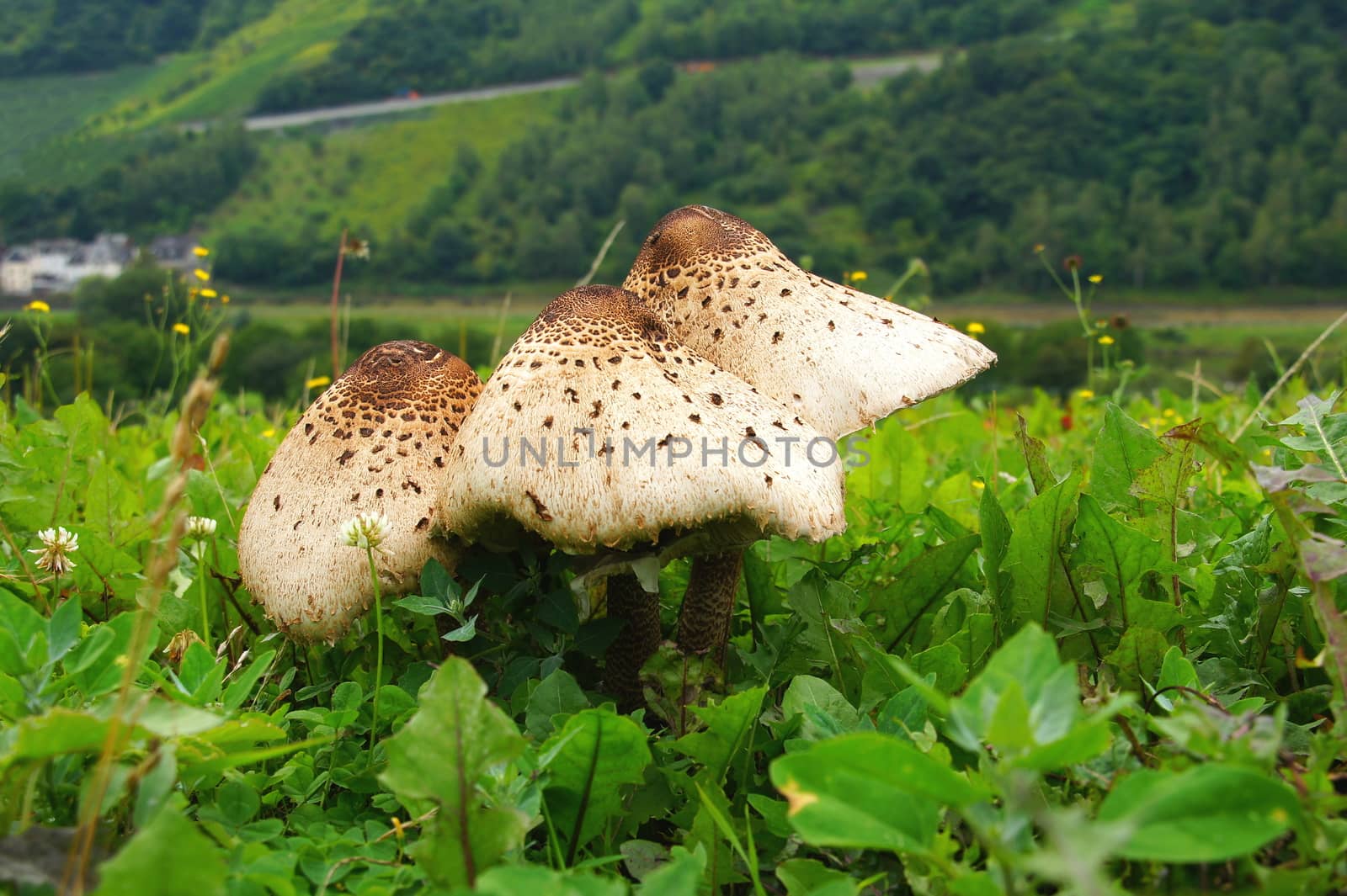 parasol mushrooms in the grass