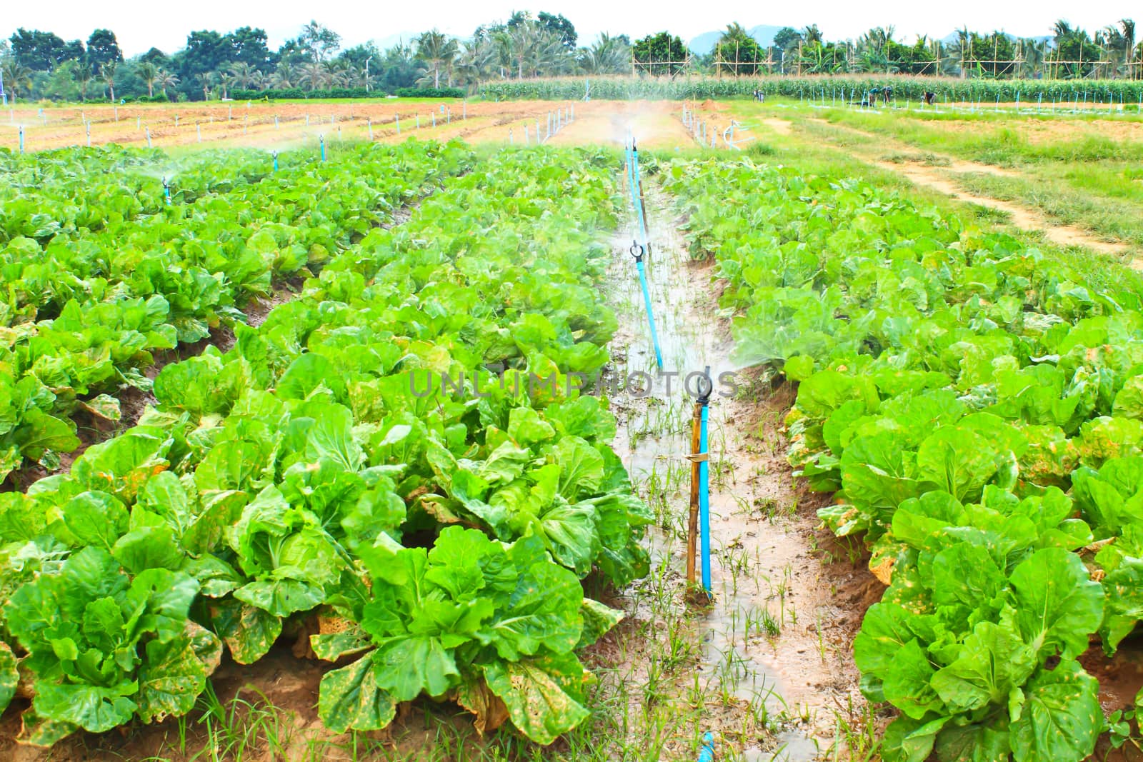 Field of Green Leaf and lettuce crops growing in rows on a farm ,Thailand