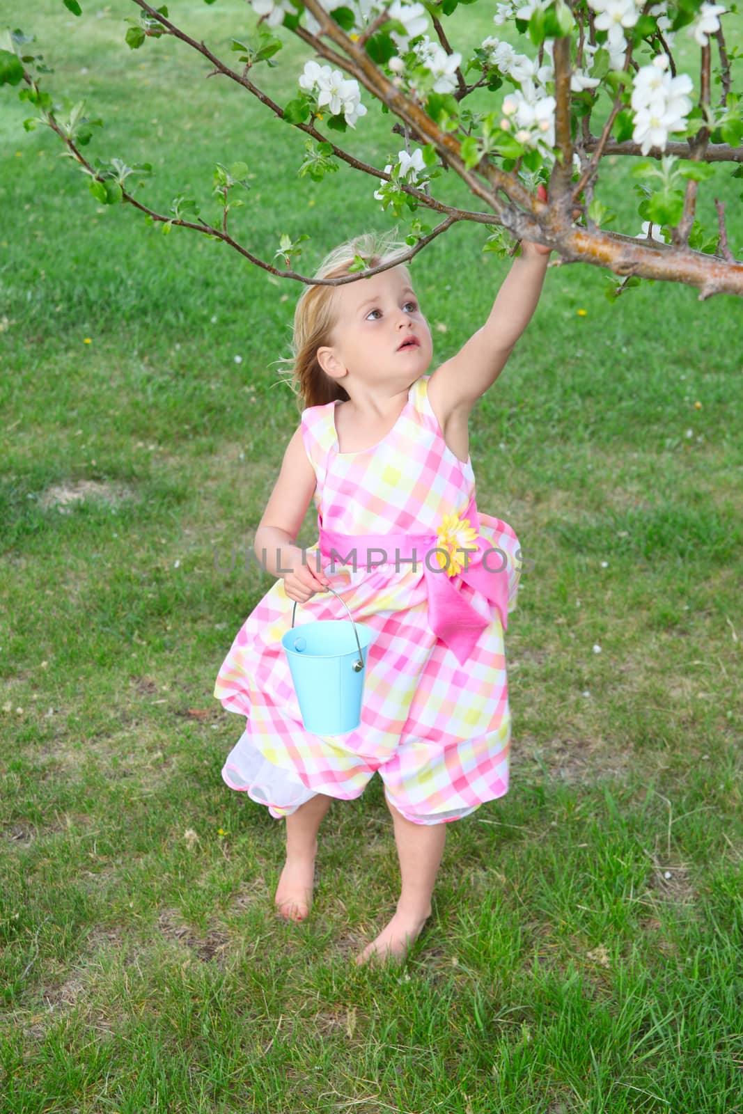 Little blond girl picking blossoms from a crab apple tree