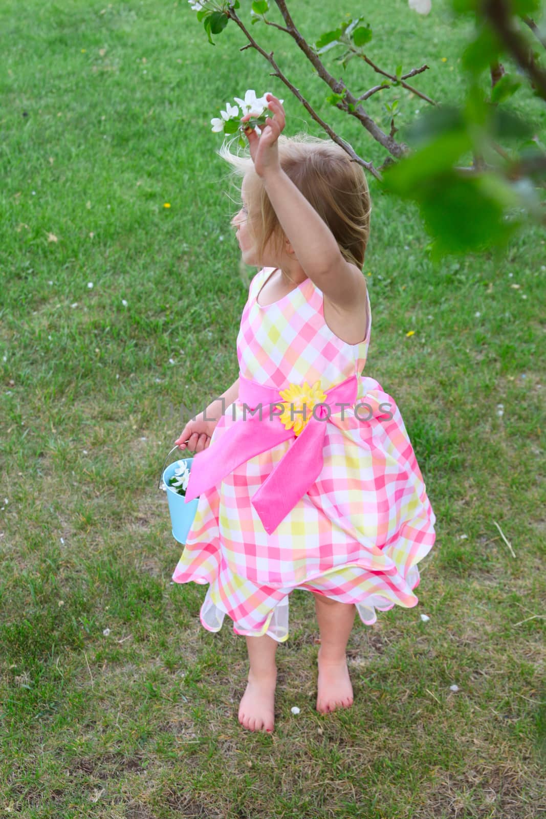 Little blond girl picking blossoms from a crab apple tree