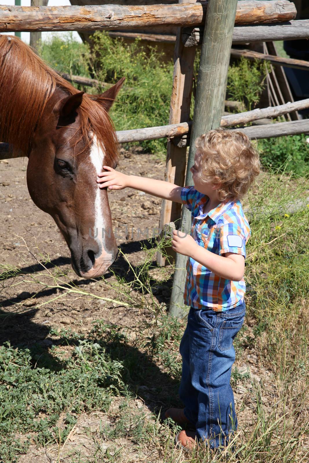 Little boy petting a horse by the fence