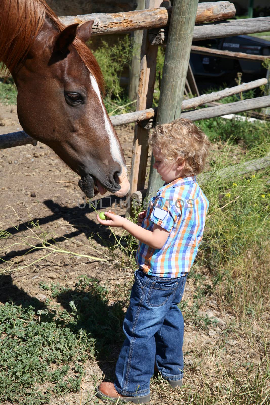 Little boy feeding a horse by the fence