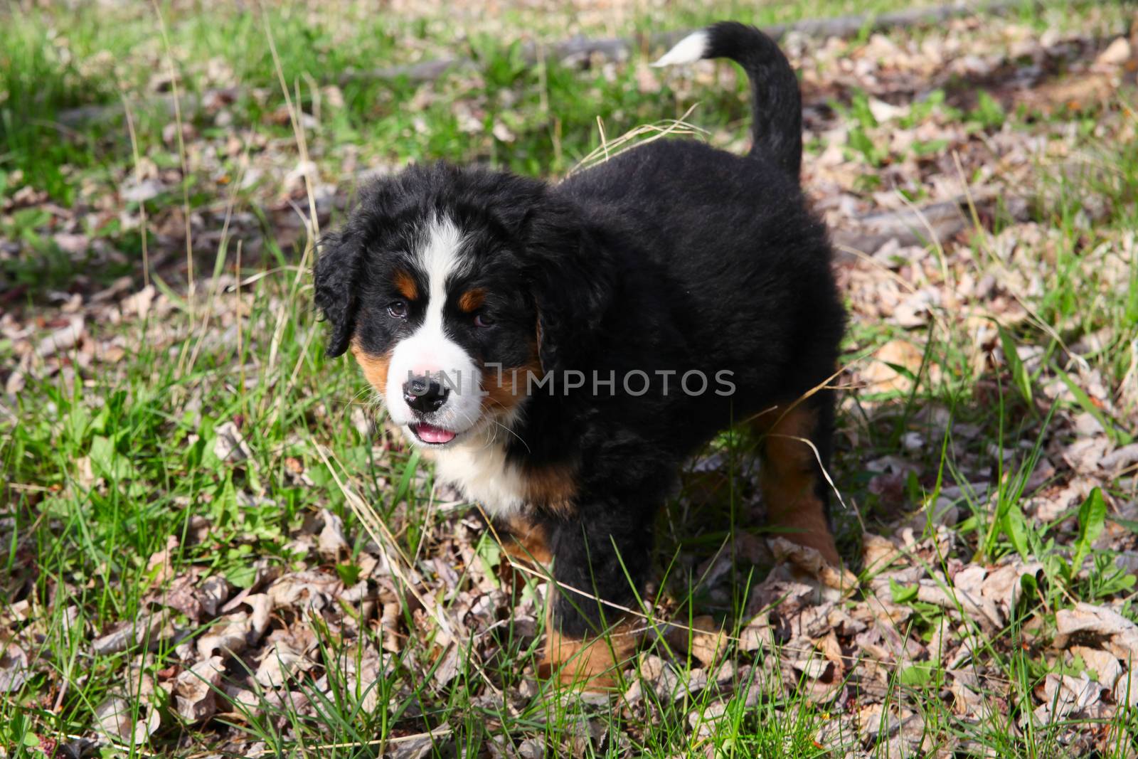 Purebred Bernese Mountain Dog in a spring field