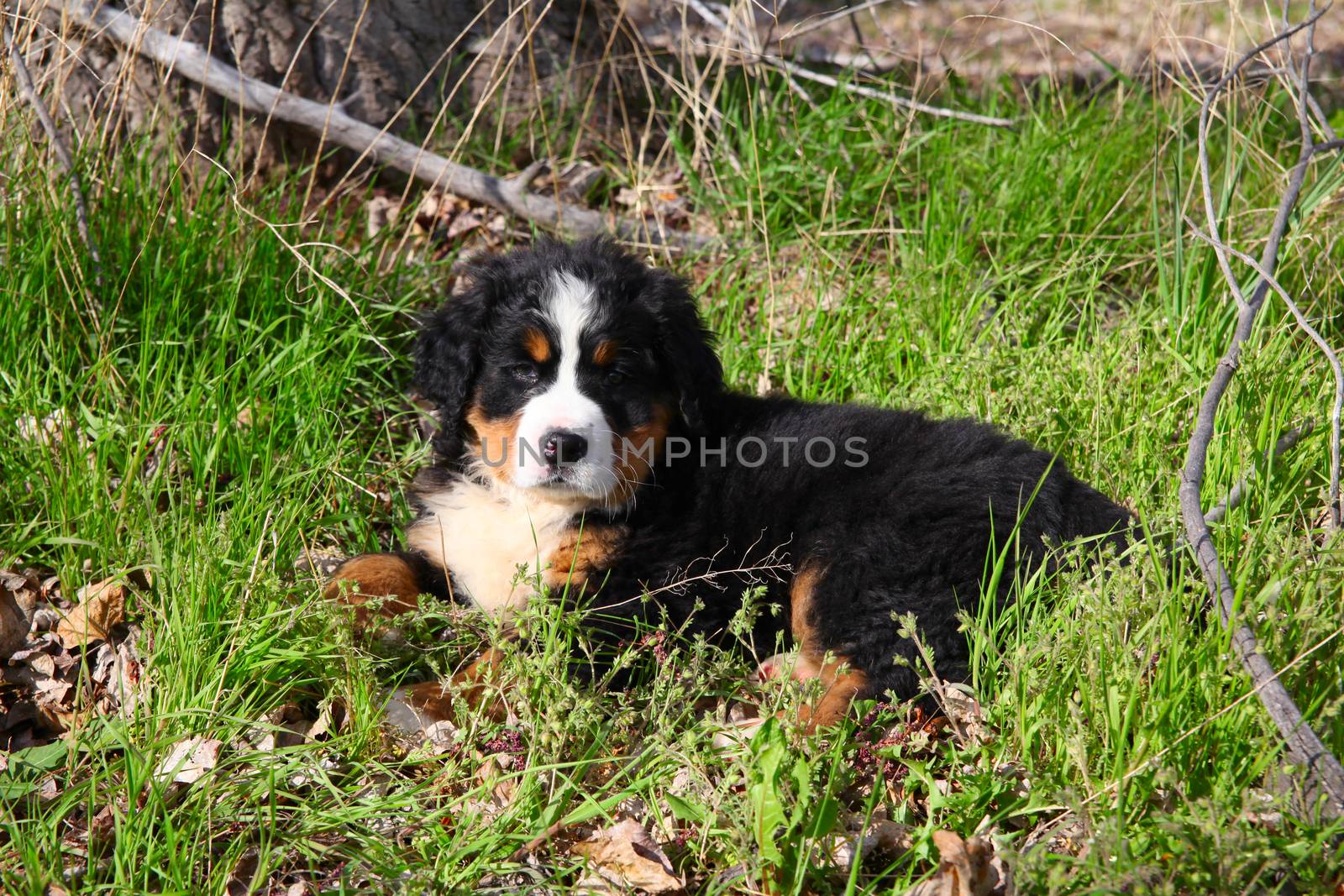 Purebred Bernese Mountain Dog in a spring field