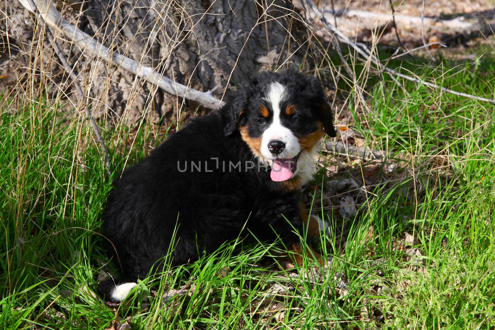 Purebred Bernese Mountain Dog in a spring field