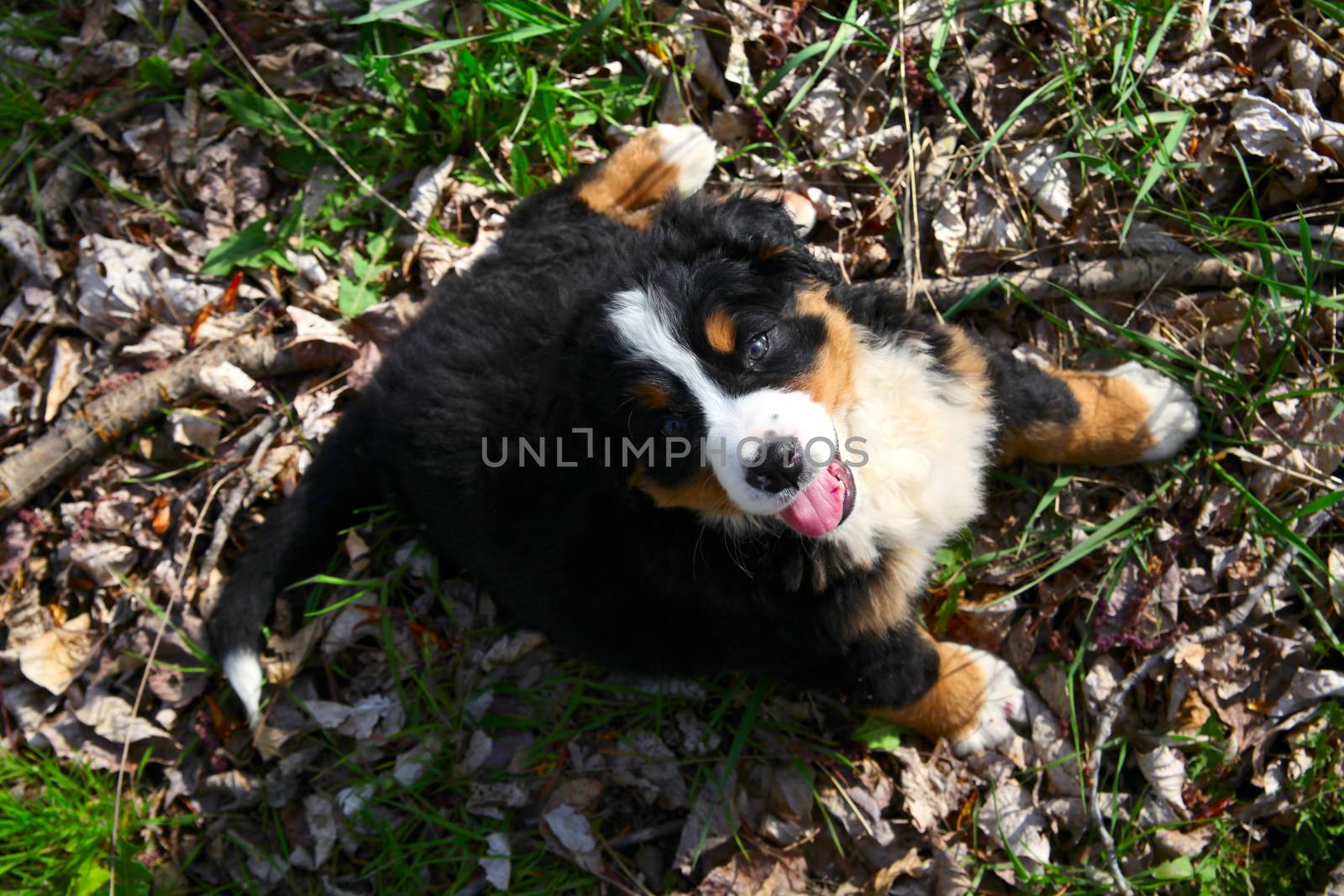 Purebred Bernese Mountain Dog in a spring field