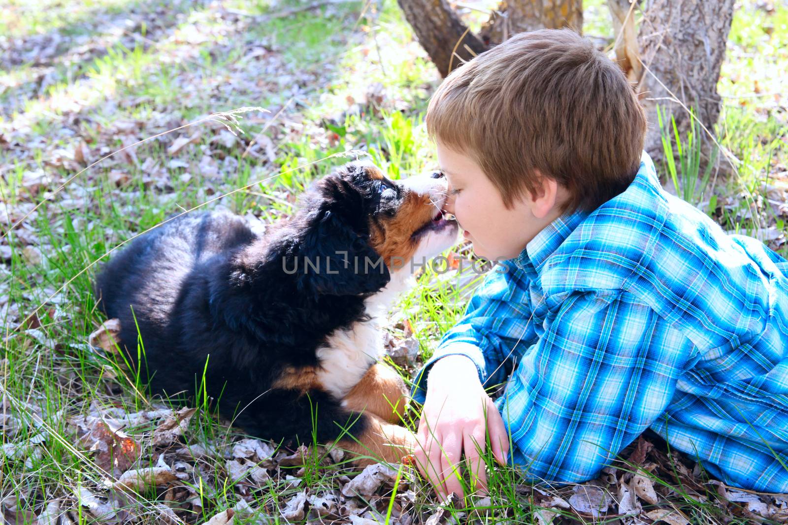 Young boy with his Bernese Mountain Dog puppy