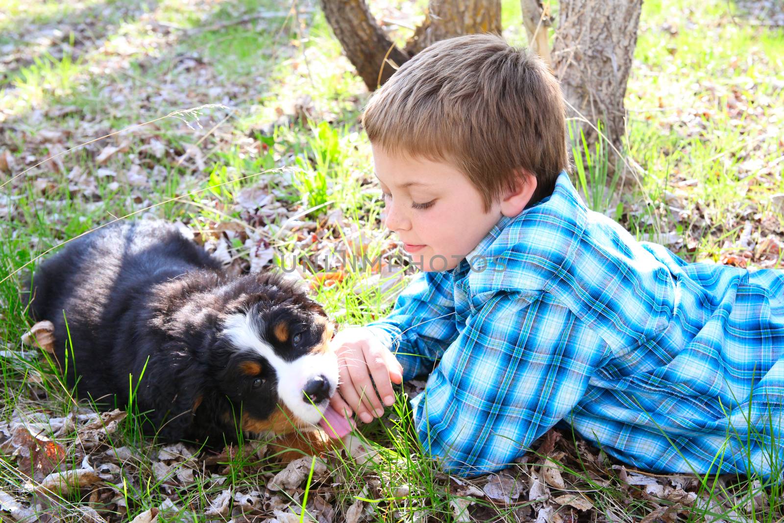 Young boy with his Bernese Mountain Dog puppy