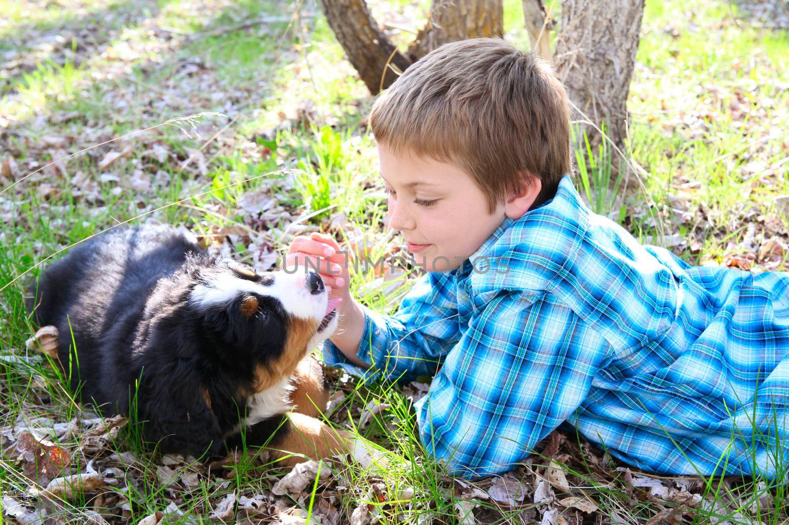 Young boy with his Bernese Mountain Dog puppy