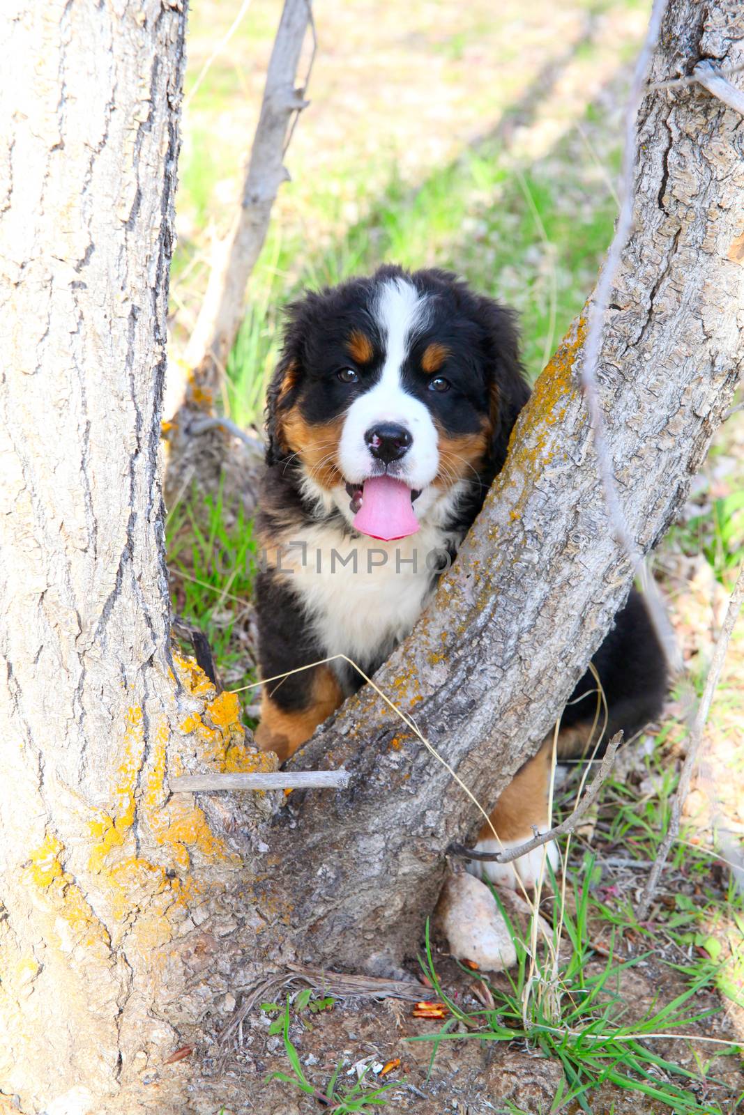 Purebred Bernese Mountain Dog in a spring field