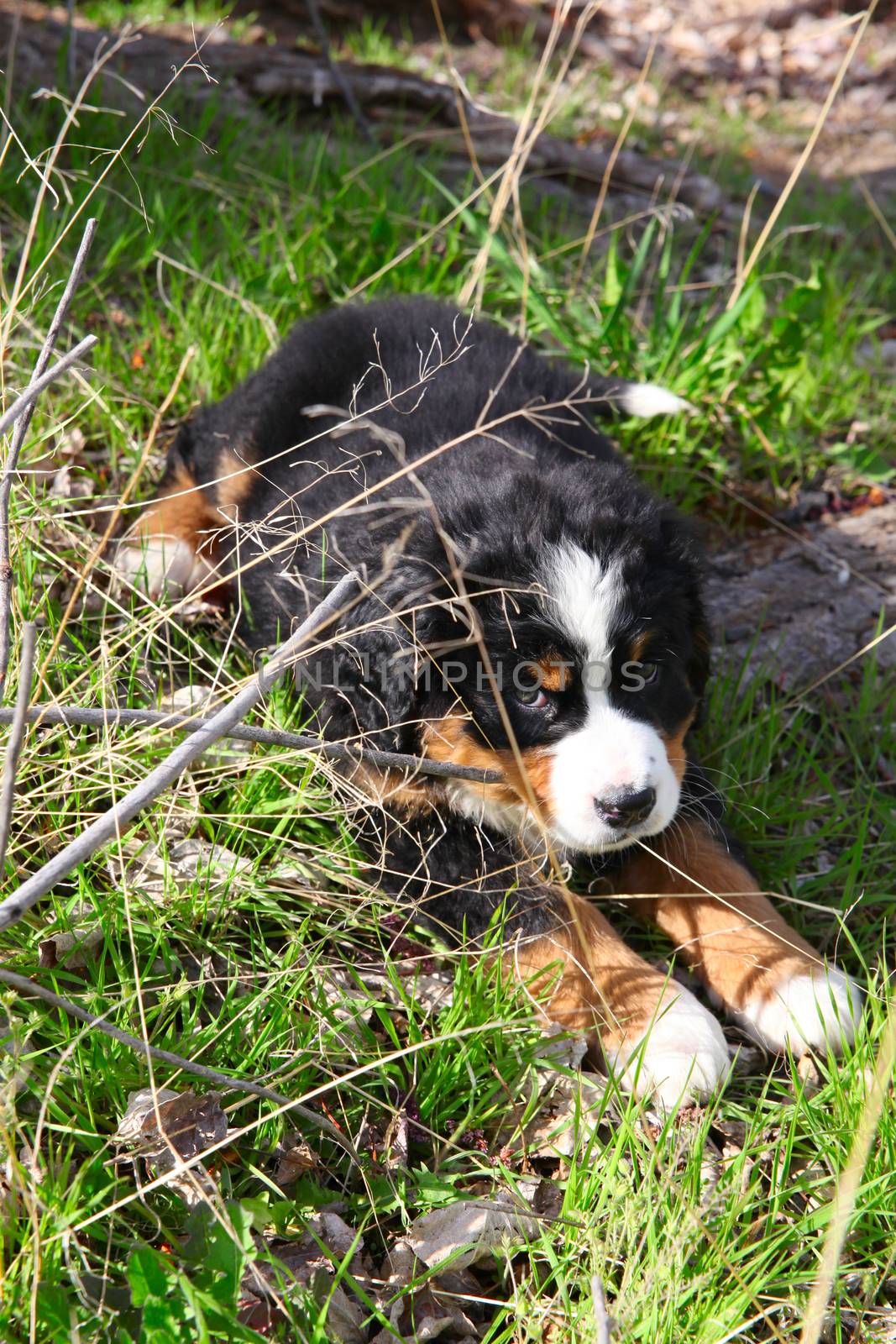 Purebred Bernese Mountain Dog in a spring field