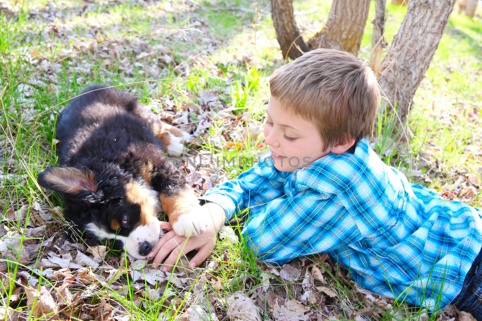 Young boy with his Bernese Mountain Dog puppy