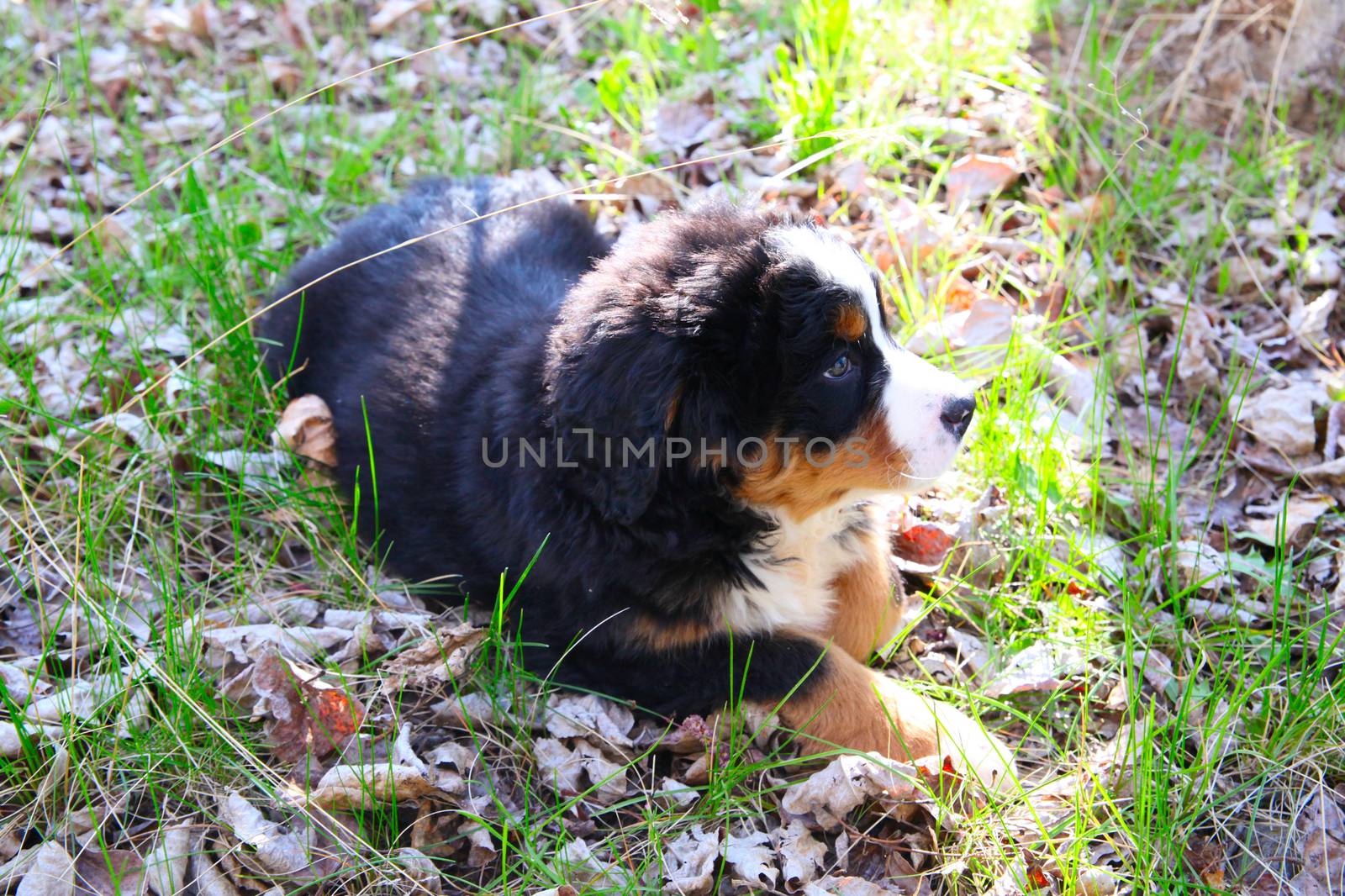 Purebred Bernese Mountain Dog in a spring field