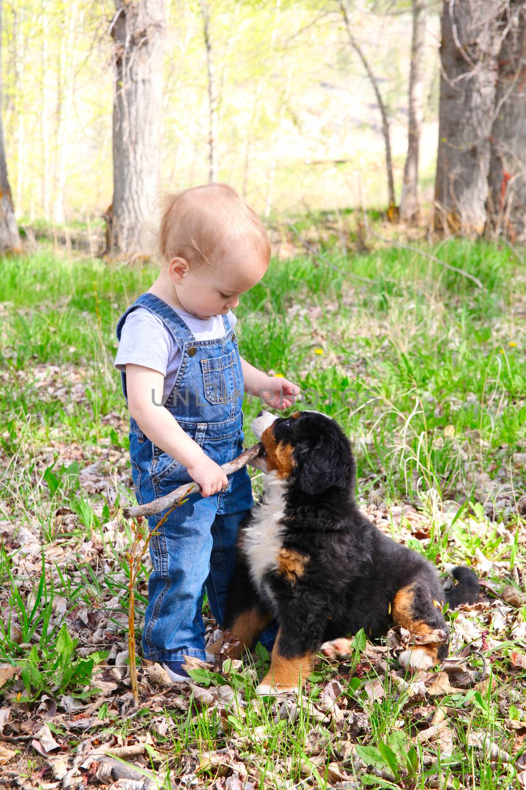 Toddler in denim overall playing with his puppy