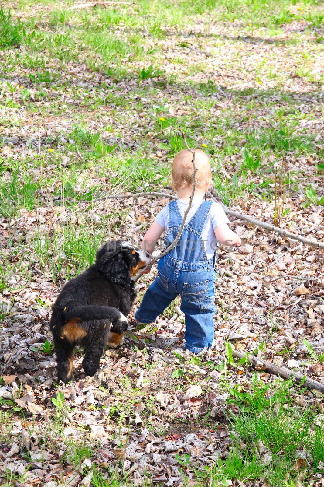 Toddler in denim overall playing with his puppy