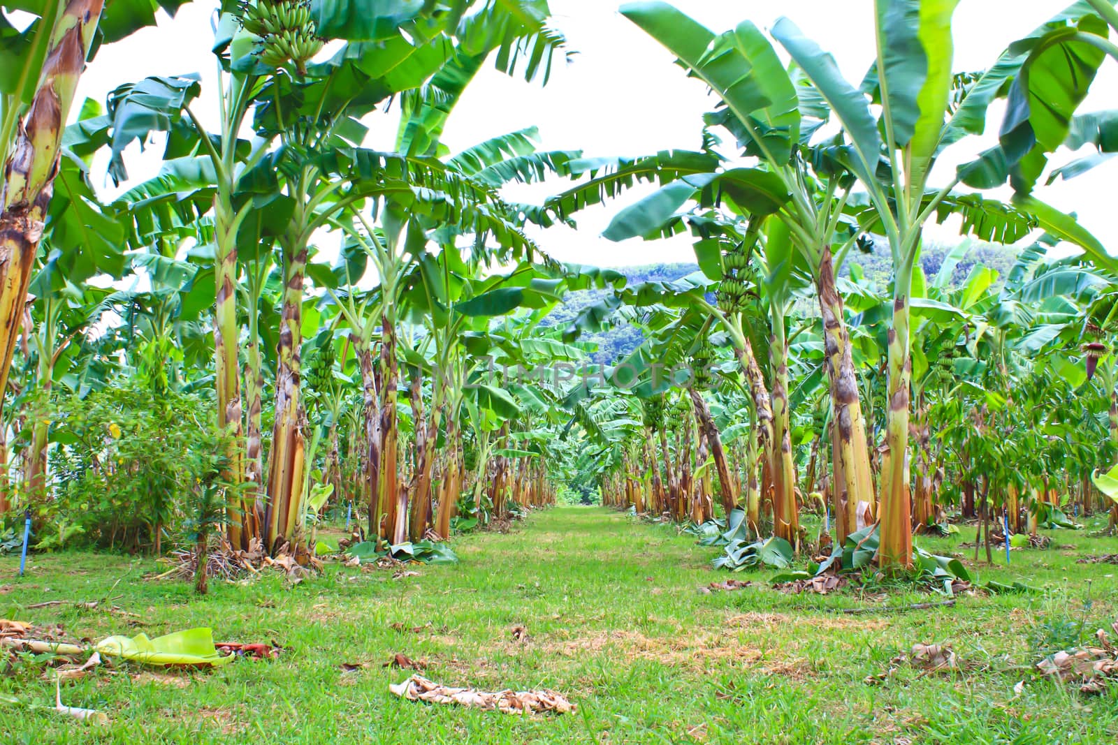 Green Banana plantations in Phetchaburi Province, Thailand