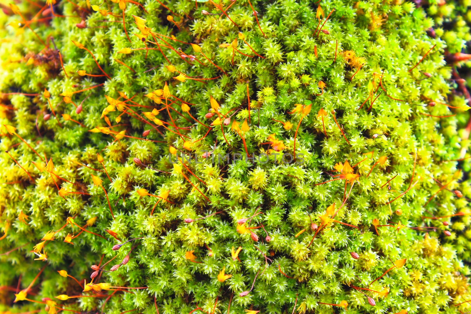 green moss on the trunk of tree