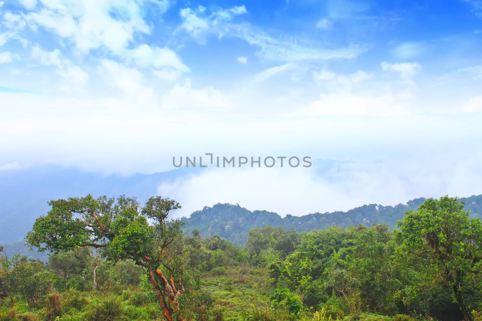 Sea of fog with forests as foreground. This place is in the Kaeng Krachan national park, Thailand