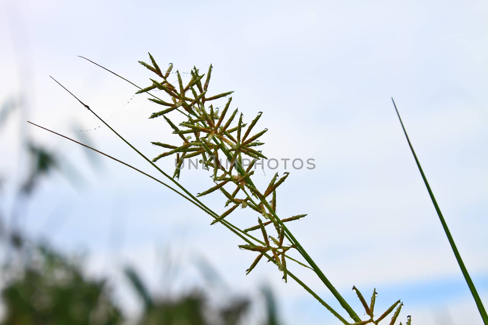 Green mountain grass close-up on sky background