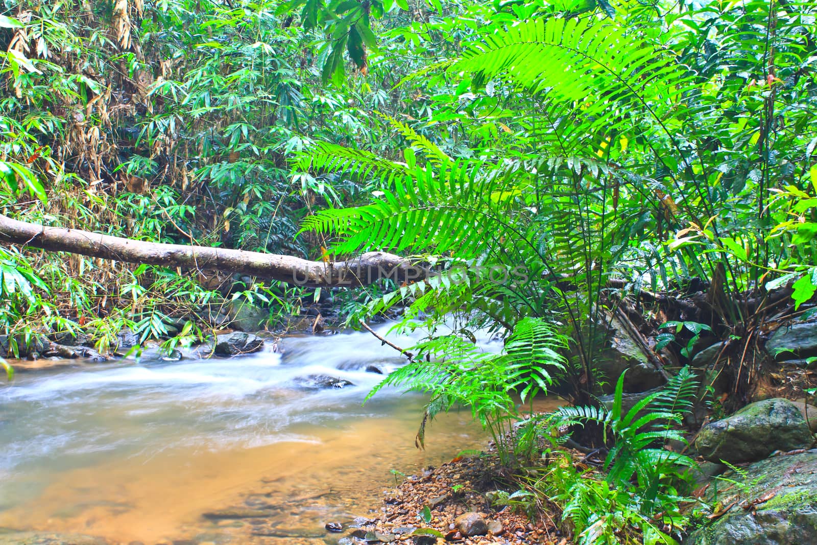 Tree and moss on stone in stream. Fresh spring air in the evening after rainy day, deep green color of fern and moss