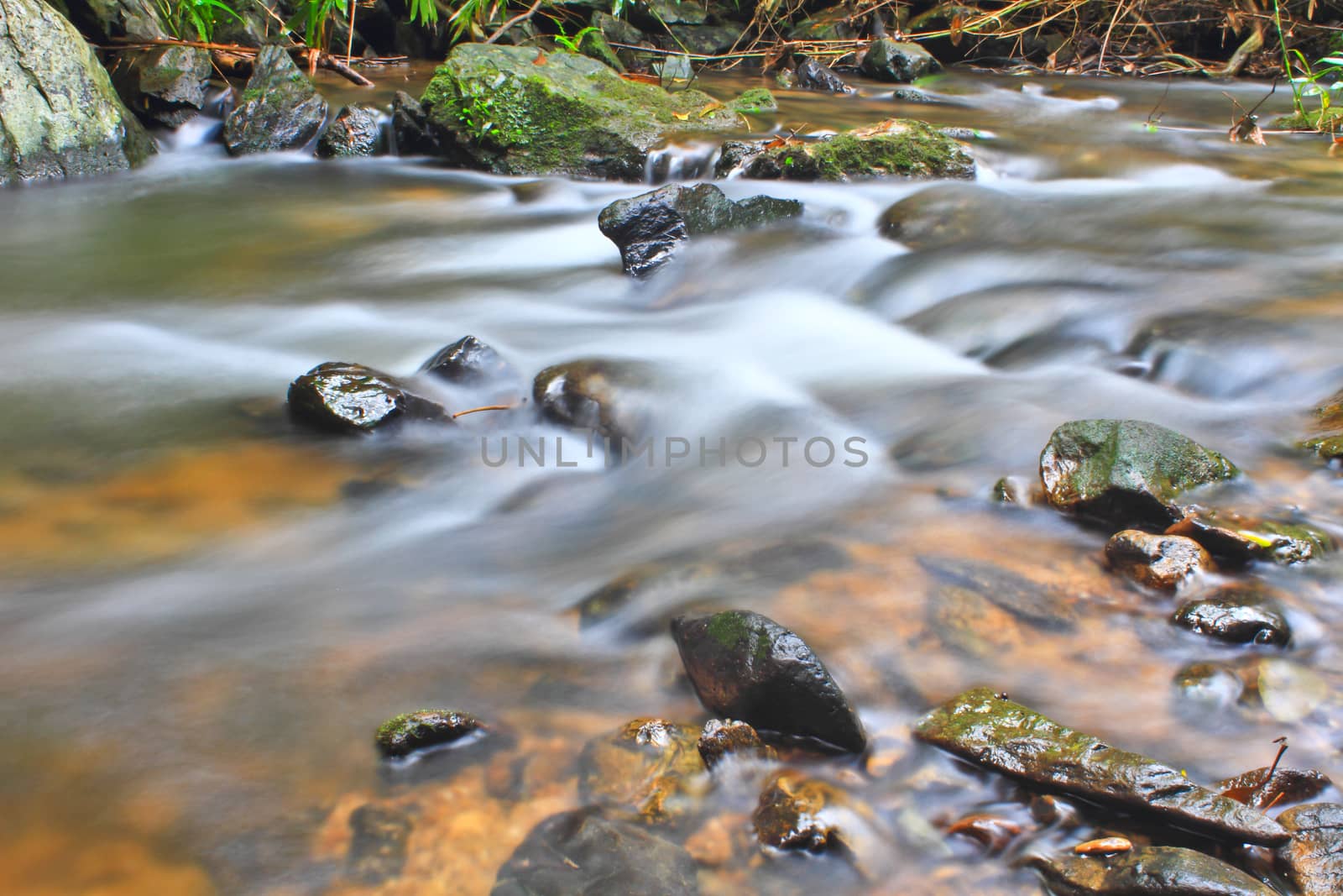 Tree and moss on stone in stream. Fresh spring air in the evening after rainy day, deep green color of fern and moss