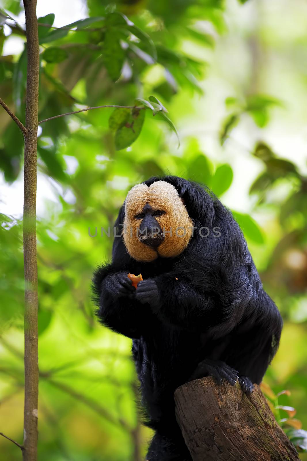 White-faced Saki Monkey sitting in the treetops